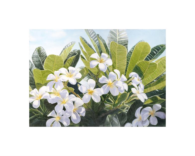 Plumeria Paintings by Marcia - Homestead Business Directory
